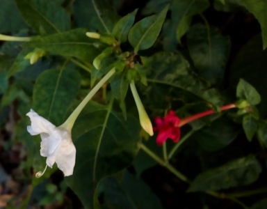 [This plant has several closed blooms-to-be which are white and one completely open white bloom with a long curly stamen. The flowers have a long white-green stem atop which the bloom sits. In the background is a red opened bloom.]